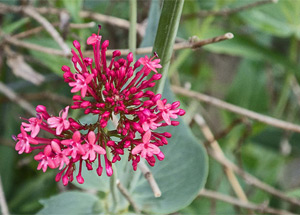 Rote Spornblume